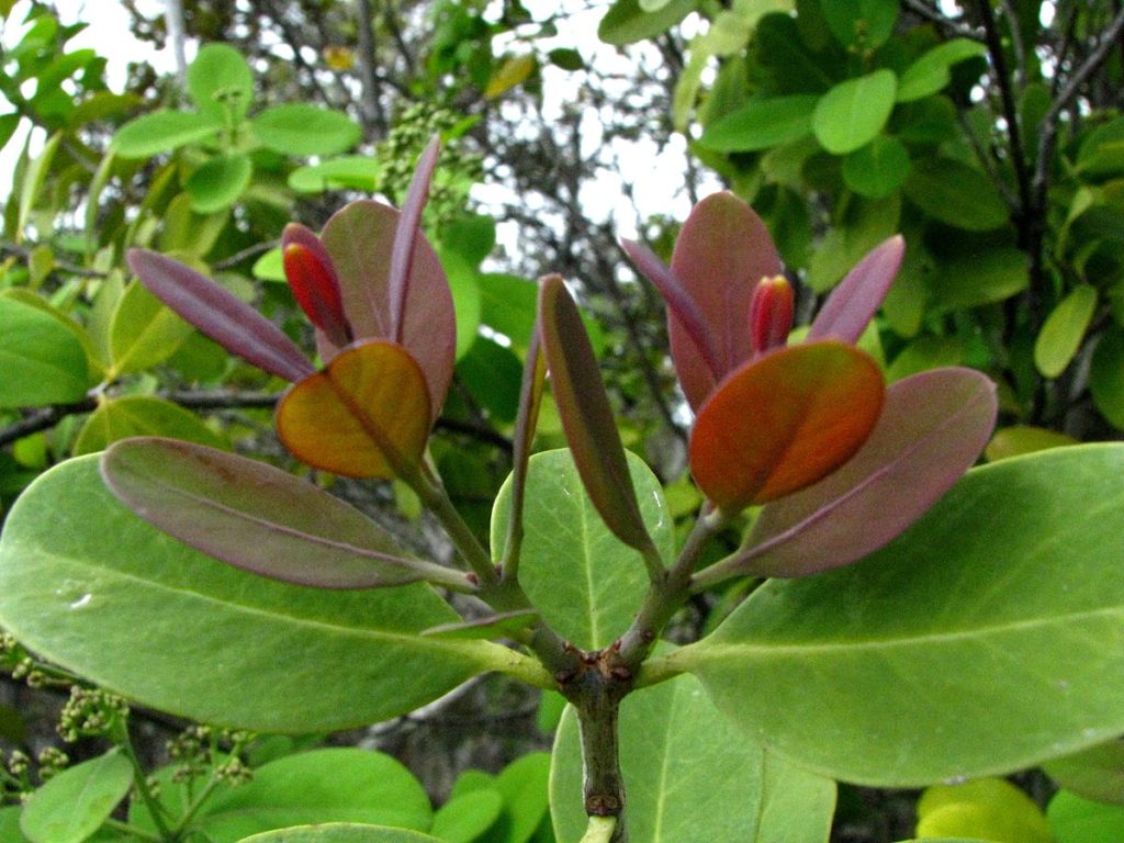 Santalum_paniculatum_var._paniculatum_(5516094989)